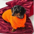 thumbnail image 5 of GF PET Scout Dog Sweater Apparel for Small Medium Large Dogs Pets, Orange, 2XS, 5 of 7