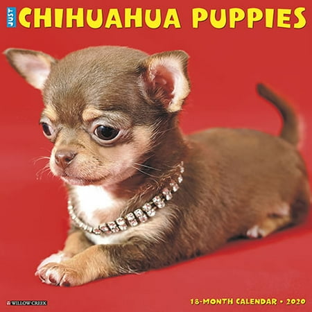 Chihuahua 2010 Calendar - Willow Creek Press 2020 Just Chihuahua Puppies Wall Calendar