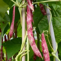 Earthcare Seeds - Cranberry Bean 50 Seeds (Phaseolus vulgaris) Heirloom - Non GMO - Open Pollinated