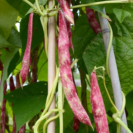 Earthcare Seeds - Cranberry Bean 50 Seeds (Phaseolus vulgaris) Heirloom - Non GMO - Open Pollinated