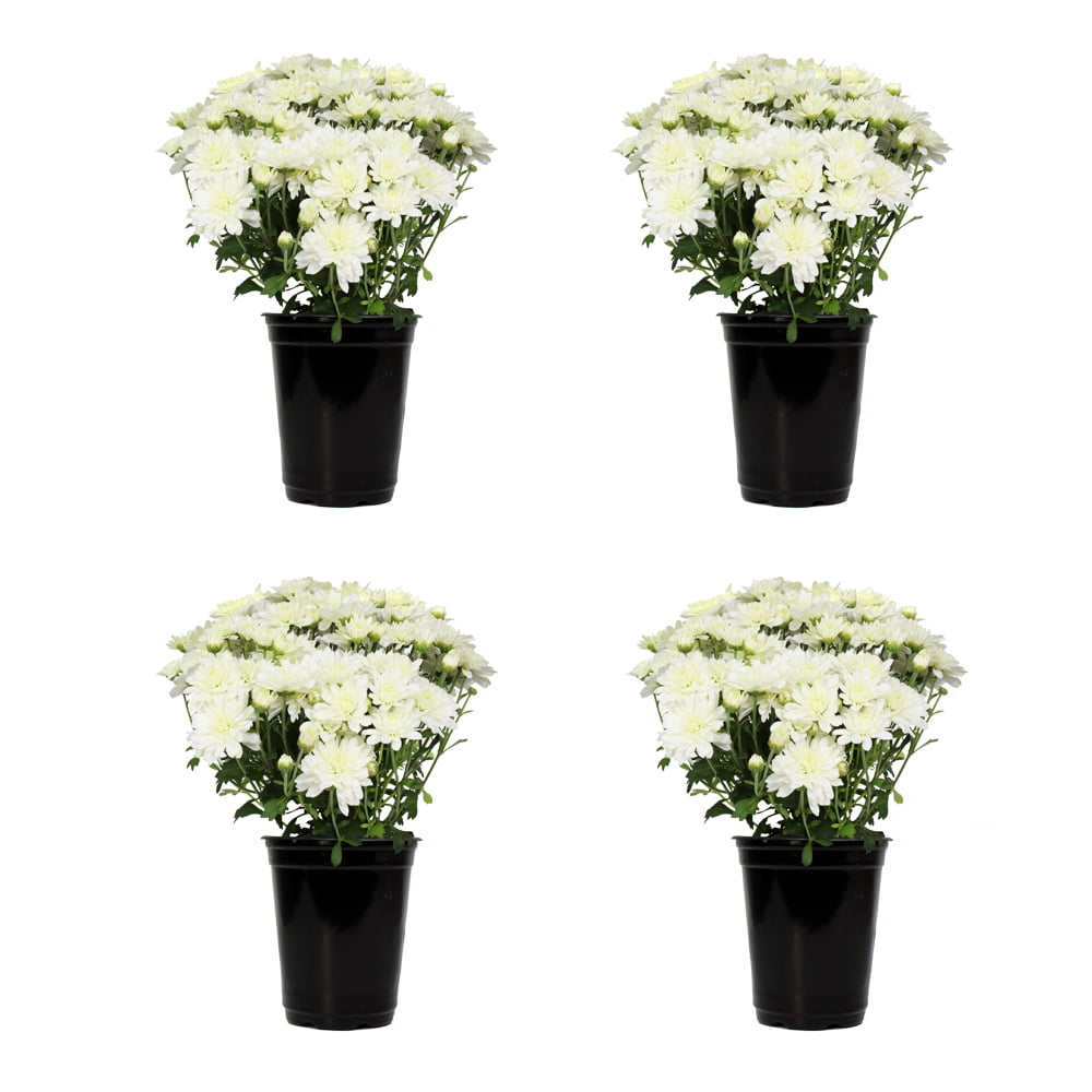 Expert Gardener 1 Quart White Mum Live Plants (4 Pack) with Grower Pots