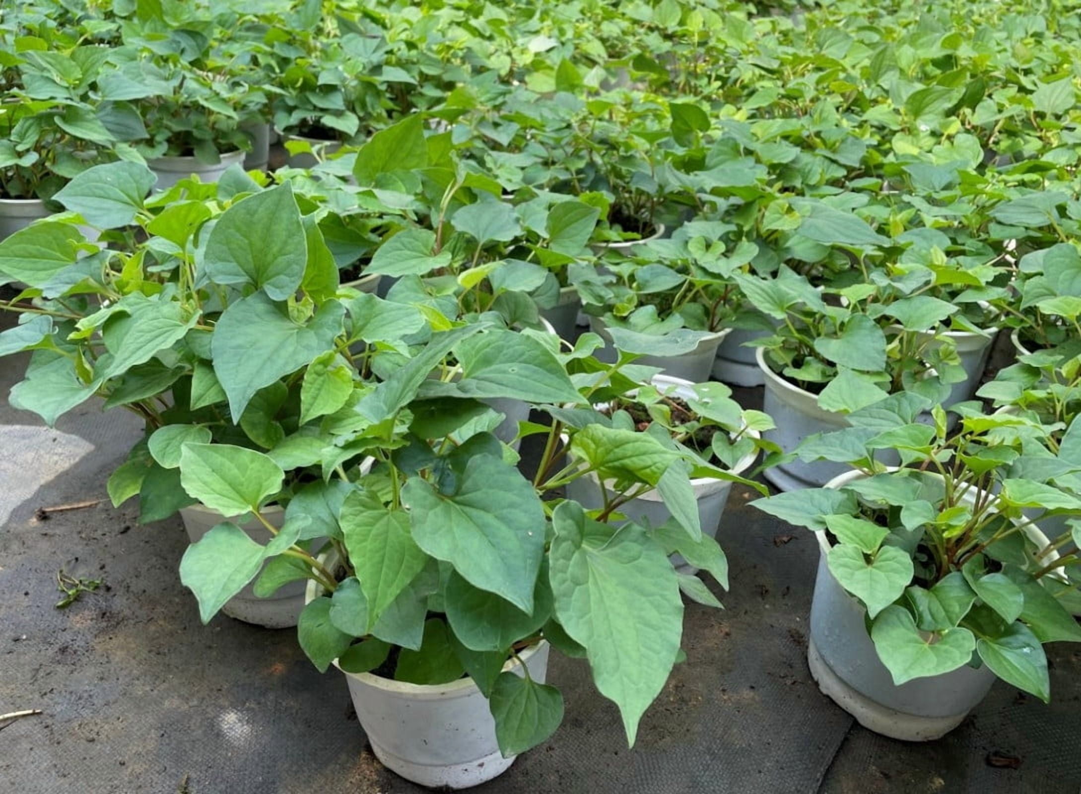 300 Fish Mint Seeds for Planting - Houttuynia Cordata - Chameleon Plant - Perennial Herb
