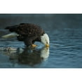 thumbnail image 3 of Ferraro, Valerio 24x17 Black Modern Framed Museum Art Print Titled - Bald Eagle Drink, 3 of 5