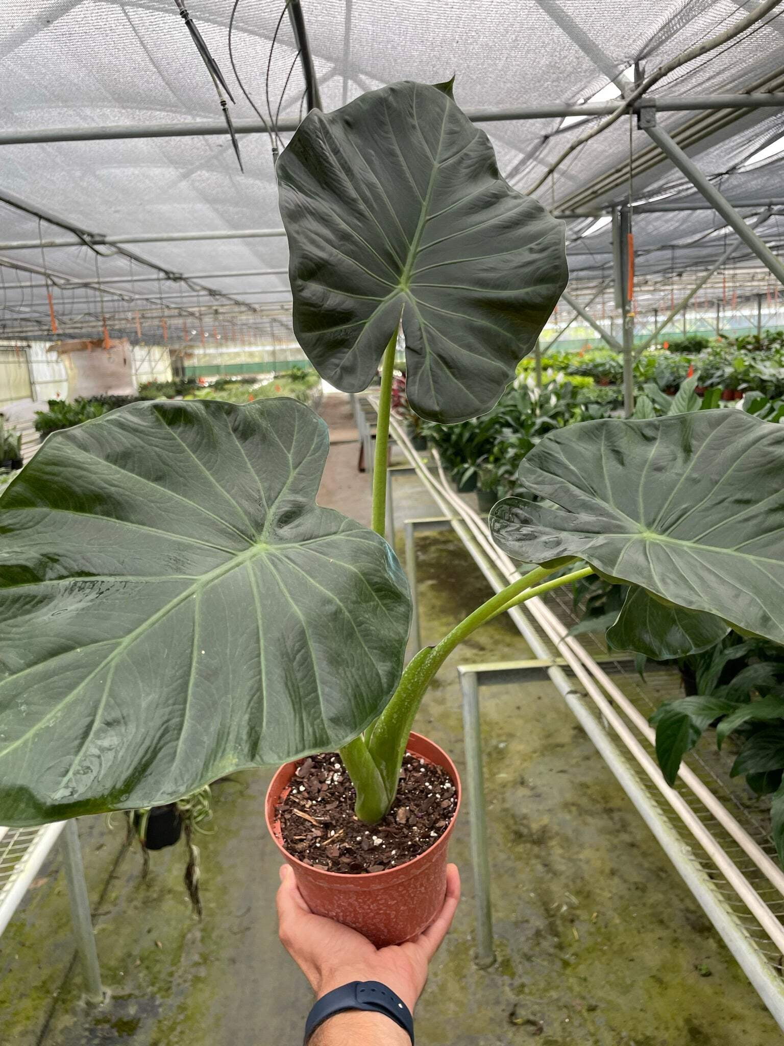 Alocasia 'Regal Shields', 6" Pot, Indoor Houseplant, Easy Care, Live Plant for Indoor & Outdoor