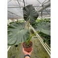 thumbnail image 4 of Alocasia 'Regal Shields' | Live Plant for Indoor & Outdoor, 4 of 5