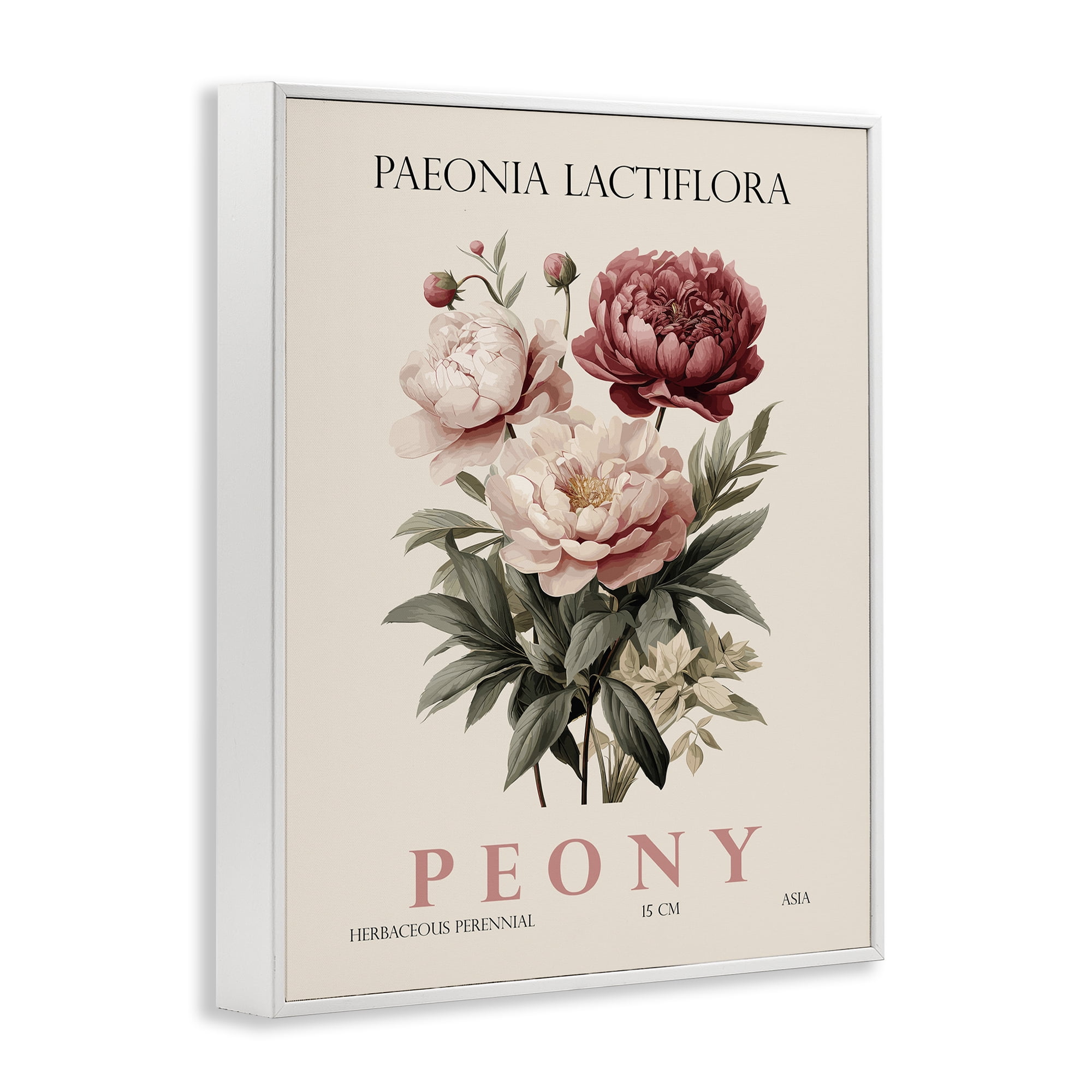 Stupell Industries Natural Peony Bundle White Framed Giclee Art, design by Christopher Giampietro