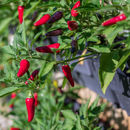 Tabasco Pepper Plants, 2 Live Plants in 4 in Pots, Non-GMO, Hot Sauce Pepper