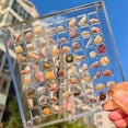 thumbnail image 4 of Acrylic Magnetic Seashell Display Box,Grid Clear Acrylic Seashell,F, 4 of 5