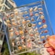 thumbnail image 3 of Acrylic Magnetic Seashell Display Box,Grid Clear Acrylic Seashell,C, 3 of 5