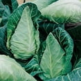 thumbnail image 3 of GSDWIUEW 150+ Cabbage Greyhound Early-Vegetable Green, 3 of 8