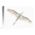 thumbnail image 1 of Global Gallery Keren Or,'Fly' Stretched Canvas Artwork, 1 of 3