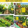 thumbnail image 6 of QARUN 60 Pack Yellow Sticky Traps for Gnats, Fruit Fly Traps, Fungus Gnat Traps for Indoor Use, 6 of 7