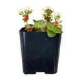 thumbnail image 3 of Calico Kitten Crassula (6"+ Clay Pot) - Live Easy to Care Succulent - Adorable Succulent Gift Idea - Healthy Succulent, 3 of 10