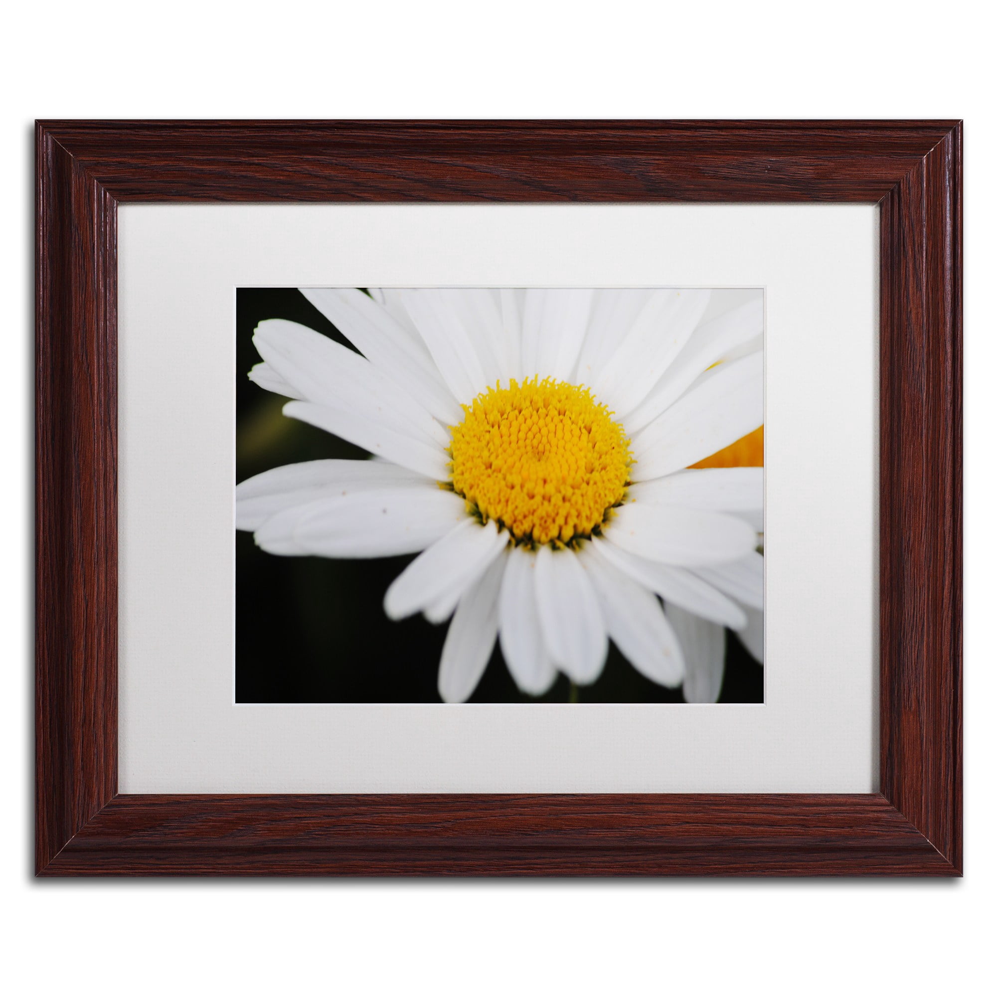 Trademark Fine Art "Sweet Splendor" Canvas Art by Monica Mize, White Matte, Wood Frame