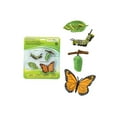 thumbnail image 4 of Safari Ltd. Monarch Butterfly Life Cycle Figurines - Miniature Butterfly Lifecycle Collection - Educational Toy for Boys, Girls, and Kids Age 4+, 4 of 4