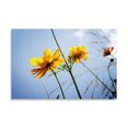 thumbnail image 2 of Gango Home Decor Reaching for the Sun II by Alan Hausenflock (Printed on Paper); One 36x24in Fine Art Paper Giclee Print, 2 of 4
