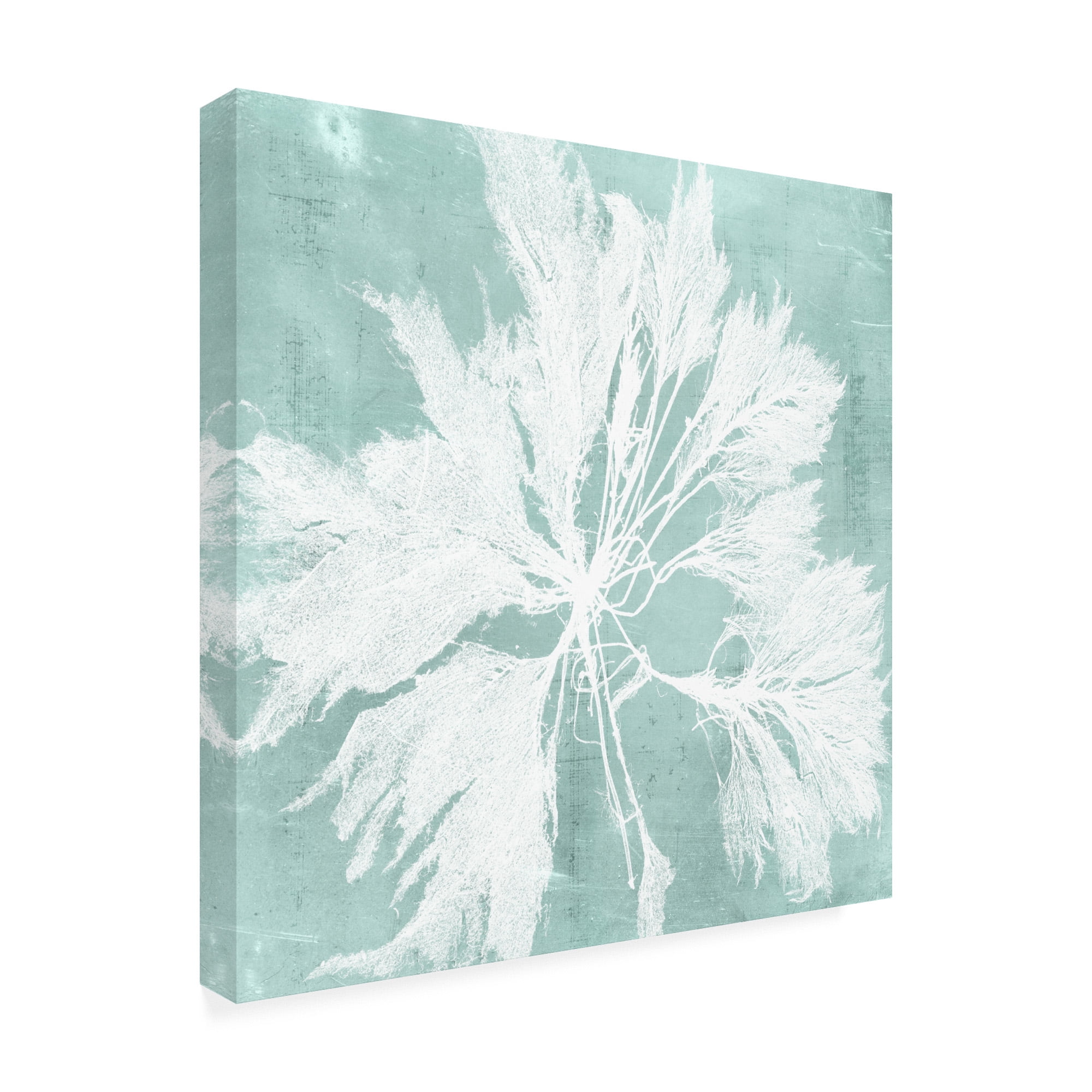 Trademark Fine Art 'Seaweed on Aqua VI' Canvas Art by Vision Studio