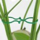 thumbnail image 3 of 200 Uds Clips de jardín Clips de soporte de plantas anillos de plantas retorcidos para plantas trepadoras Rojo Verde Cocina, Decoración y Otros, 3 of 5