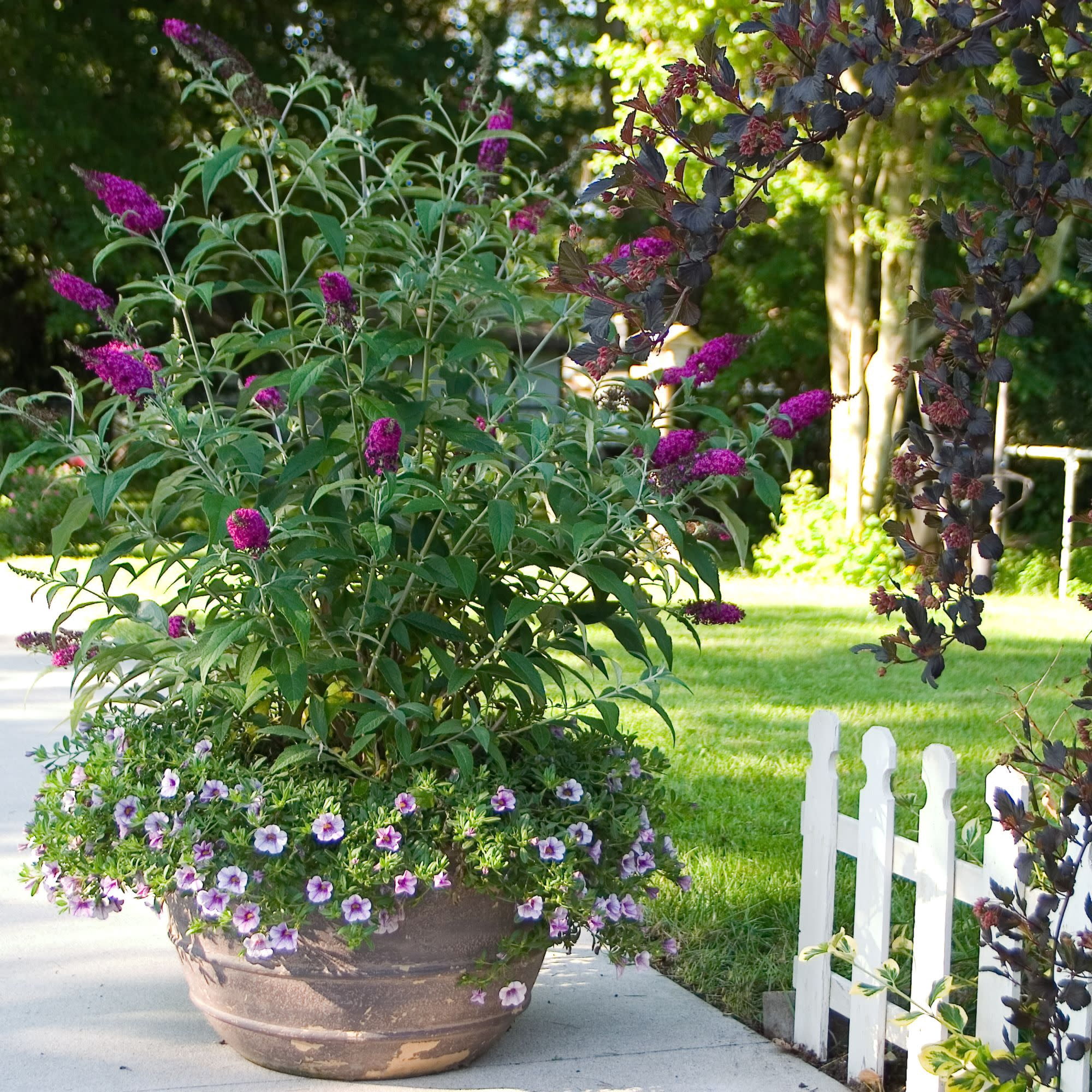 Proven Winners ColorChoice 5" Purple 'Miss Ruby' Butterfly Bush Live Plant in 4.5" Pot (4 Count)