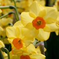 thumbnail image 4 of Martinette Daffodil Flower Bulbs - 5 Bulbs per Pack - Pleasantly Scented - Deer Resistant - Good as Cut Flowers - Grows Well In Containers - Perennializing - Grow Indoors or Outdoors –, 4 of 8