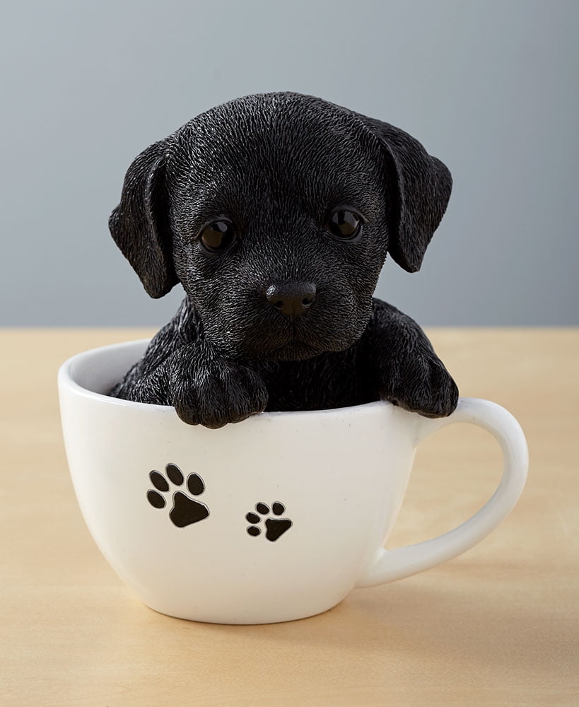 black teacup puppy