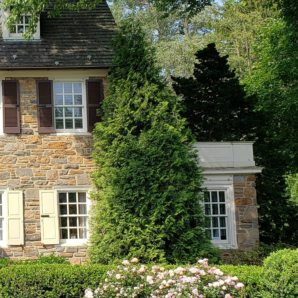 Green Giant Arborvitae Fast Growing Evergreen Thuja Tree 2.5 Qt