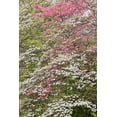 thumbnail image 2 of Jones, Adam 17x24 White Modern Wood Framed Museum Art Print Titled - Pink and white flowering dogwood trees-Kentucky, 2 of 4