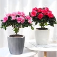 thumbnail image 2 of Double Layer Self-watering Plant Flower Pot Planter Absorbing S/M/ M, 2 of 8