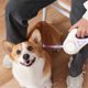 thumbnail image 5 of 3 Meters LED Flashlight Pet Leash Retractable Lighted Night Outdoor Walking Non-Slip Handle Supplies,C, 5 of 5