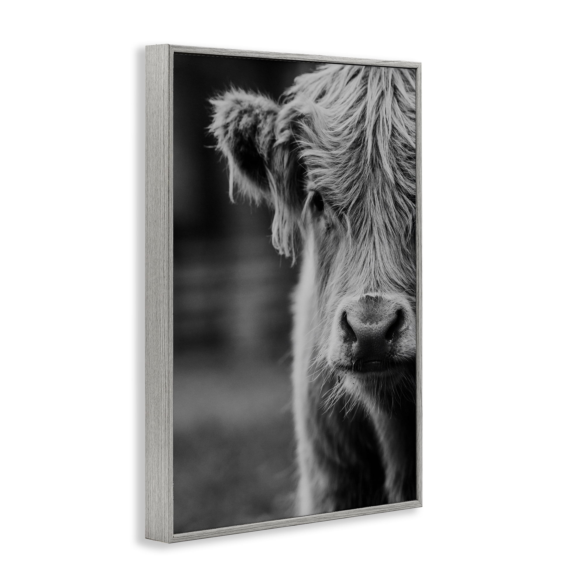 Baby Cow Face Gray Framed Giclee Art, design by Amy Carroll