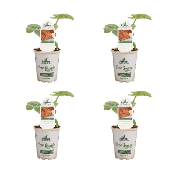Proven Winners 4" Black Beauty Zucchini Live Plant in 4.25" Pot (4 Count)