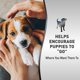 thumbnail image 2 of Spray para entrenamiento de baño para cachorros Nature's Miracle 236 ml, 2 of 9