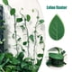 thumbnail image 5 of Clip de pared para plantas trepadoras, autoadhesivo, invisible, para hojas, ganchos para enredaderas, fijador de jardín, alambre de fijación a presión (3,3 x 1,27 cm), verde, 20 unidades, 5 of 5