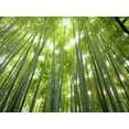 thumbnail image 3 of CZ Grain 500 Giant Bamboo Plant Seeds, Exotic and Fast Growing, 3 of 4