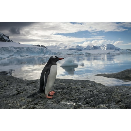 Antarctica Cuverville Island Gentoo Penguin (Pygoscelis papua) standing on rocky shoreline along Errera Channel Stretched Canvas - Paul Souders  Design Pics (19 x
