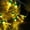 Yellow Chili, variant on Colorful Chilli String Lights LED Copper Wire Fairy Light Pepper Decor Lamp Battery Powered Warm White for Christmas Holiday Party Decoration