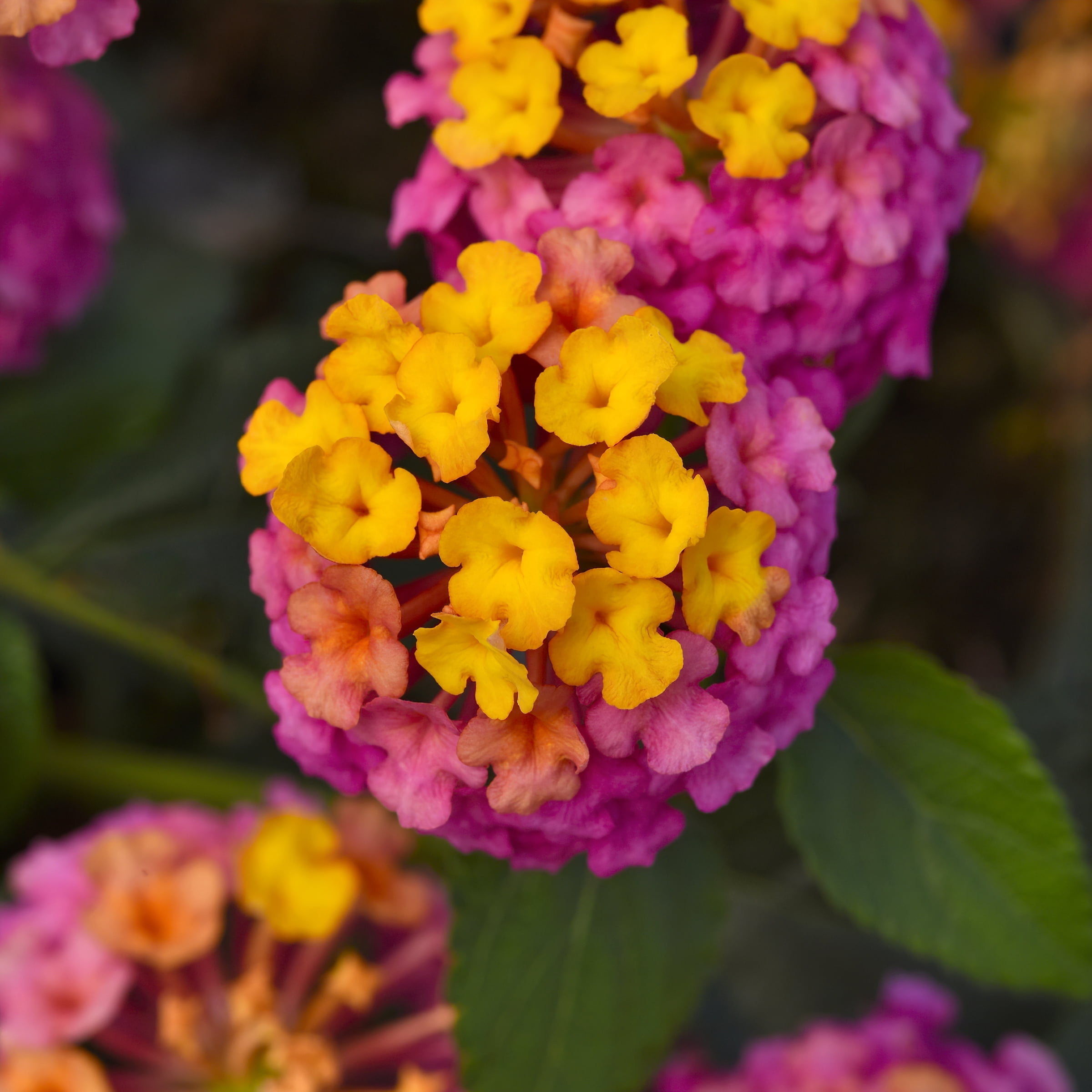 2.5 in. Lantana Bloomify PassionFruit Plant (3-Pack)