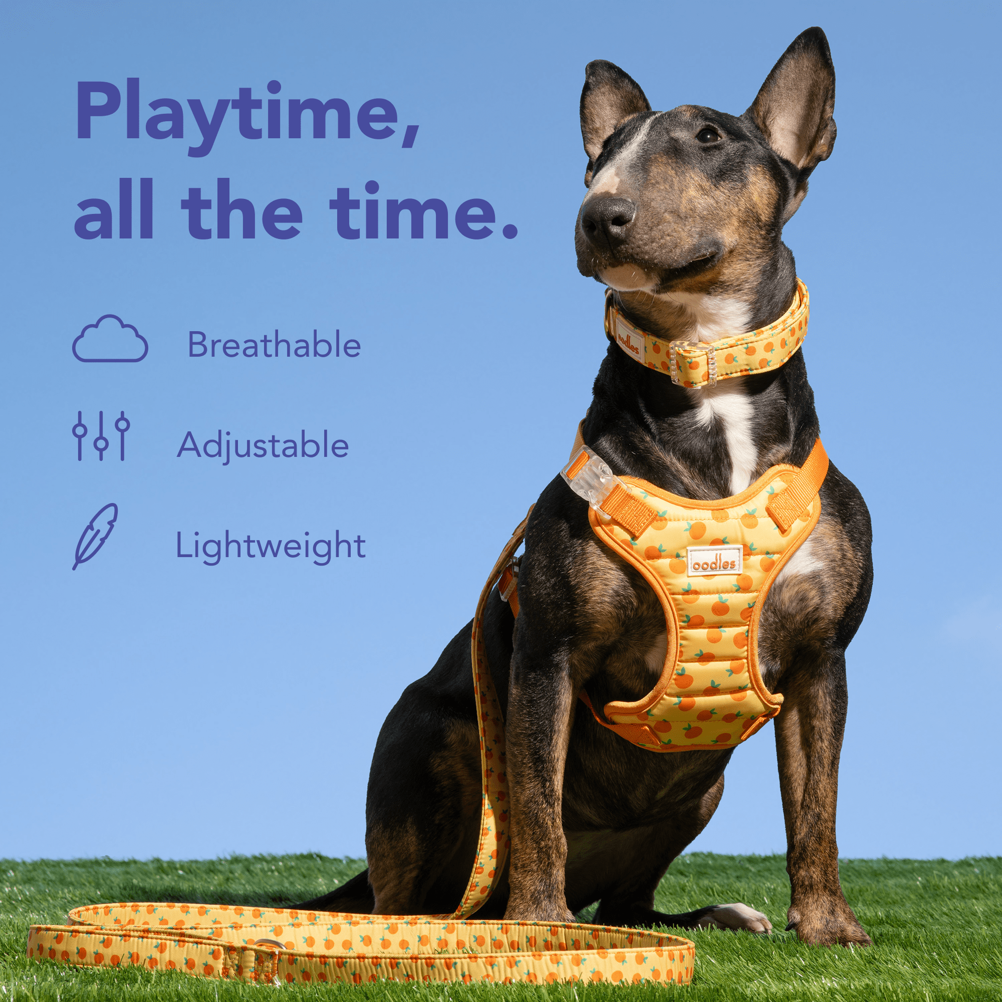 Oodles Sweet Citrus Dog Walking Harness, Medium