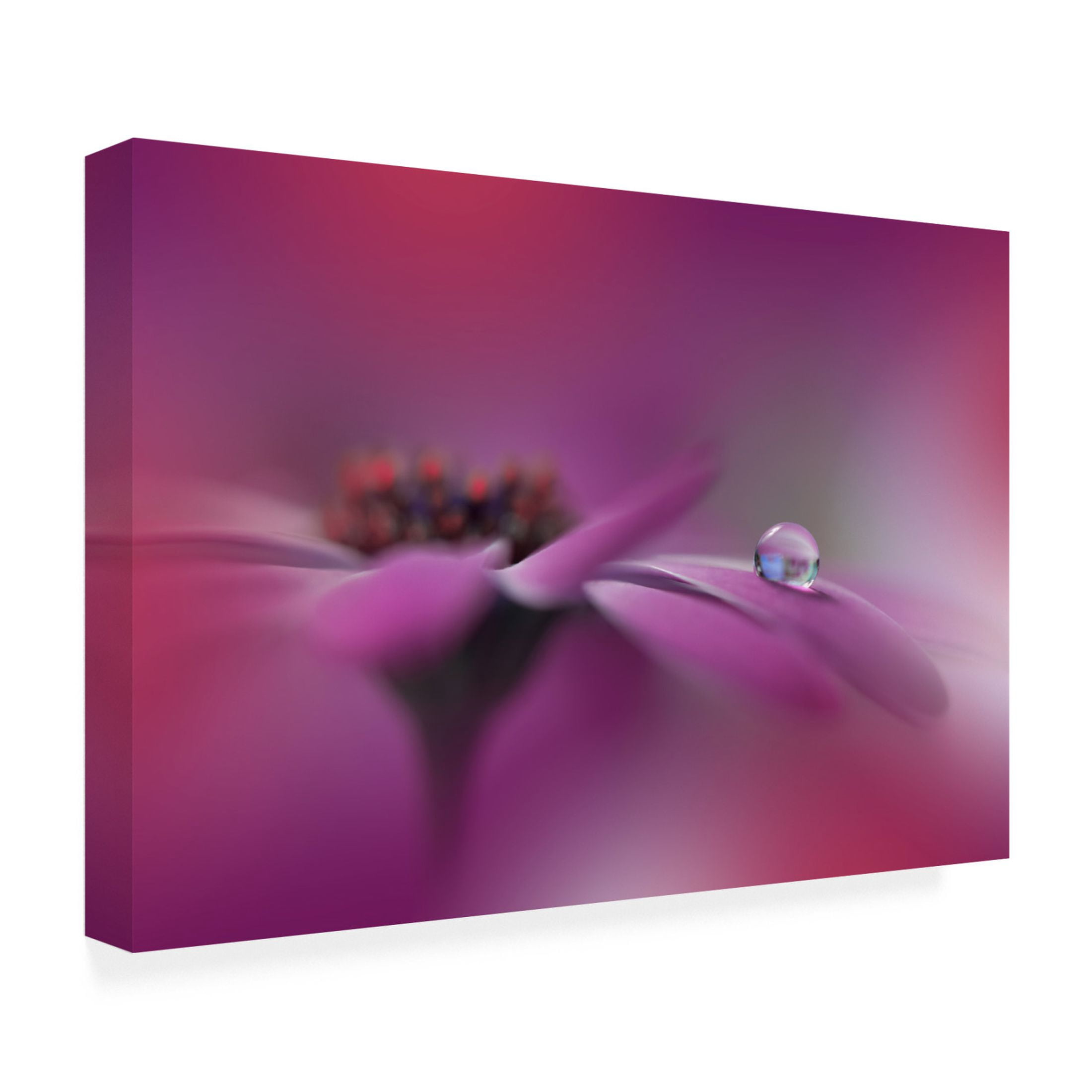 Trademark Fine Art Juliana Nan  Celebration of Life Canvas Wall Art