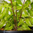 thumbnail image 5 of Artificial Fern Leaf in Pot - Celeste, 5 of 5