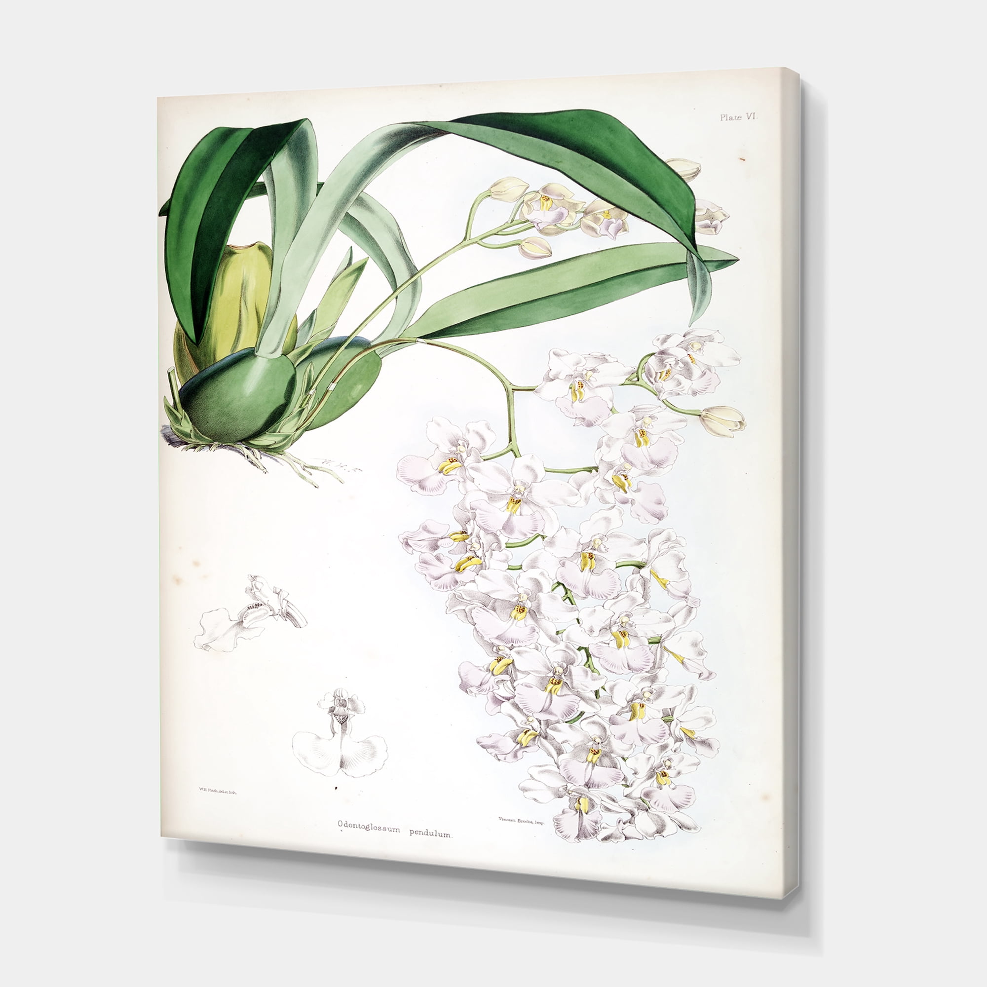 Designart ' Ancient White Orchid II ' Traditional Canvas Wall Art Print