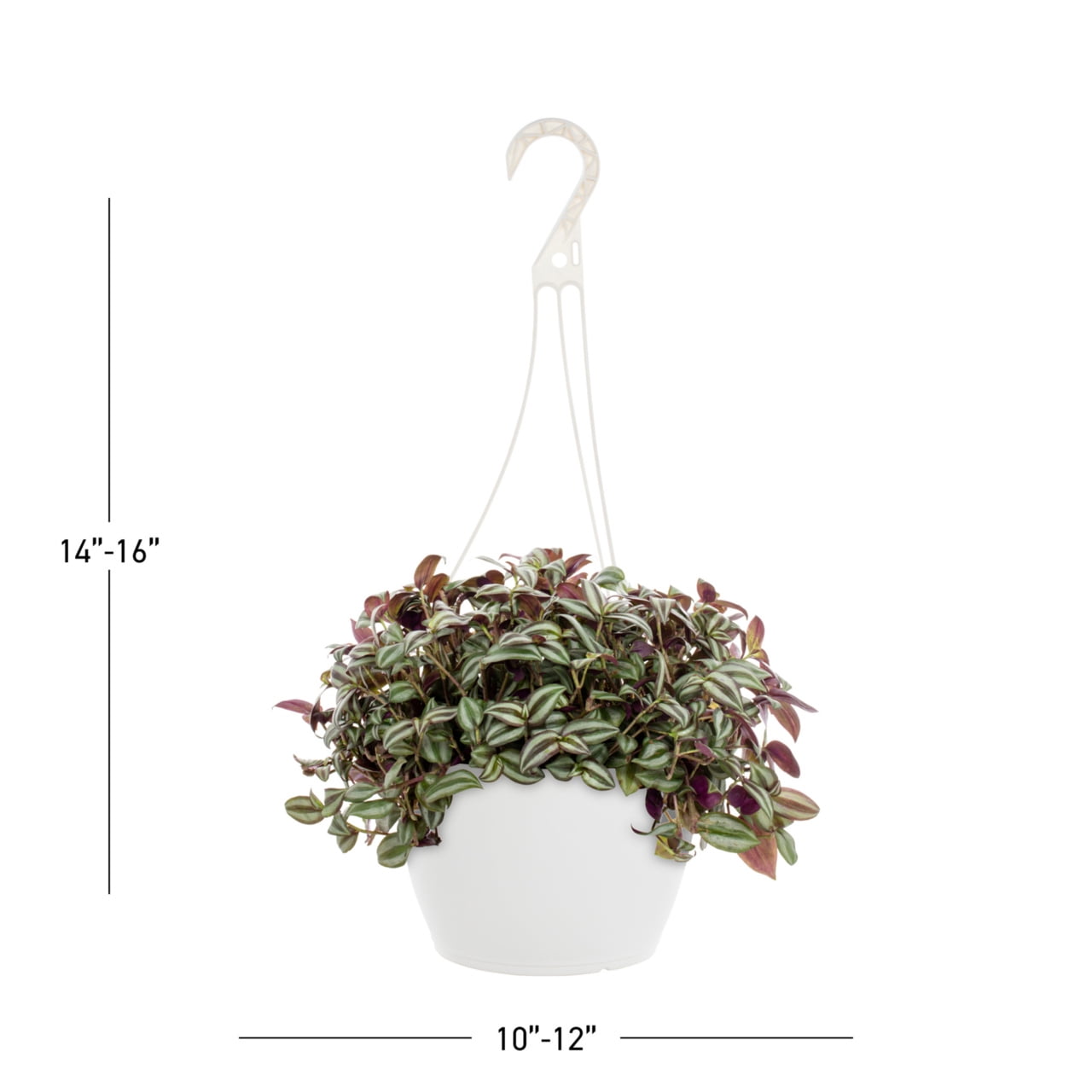 Expert Gardener 1.5gal Purple Heart Live Annual Plant Hanging Basket Sun