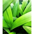 thumbnail image 2 of Orlov, Irena 26x30 White Modern Wood Framed Museum Art Print Titled - Monster Leaves II, 2 of 4