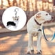 thumbnail image 4 of Collar de perro seguro, accesorios, colgante de Collar para mascotas para razas de perros, Collar para mascotas Khall Tendencias, 4 of 6