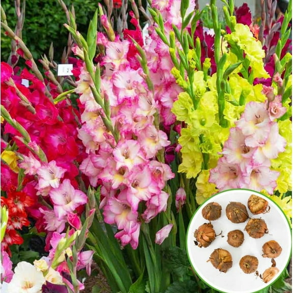 20 Mixed Gladiolus Flower Bulbs for Planting Assorted Colors Gladiolus Bulbs Flowering Perennials