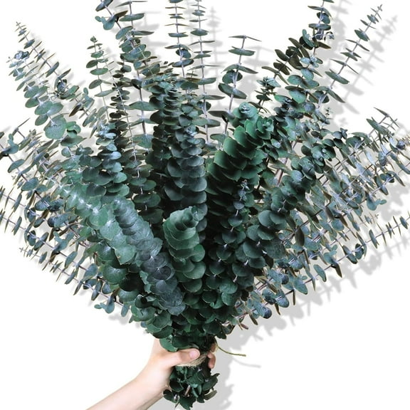 Topboutique Dried Eucalyptus Bundle 10 Pcs 17'' Real Eucalyptus Stems Real Large Preserved Eucalyptus Stems Shower Plants Fresh Eucalyptus Leaves Greenery Stems for Flower Arrangement Wedding