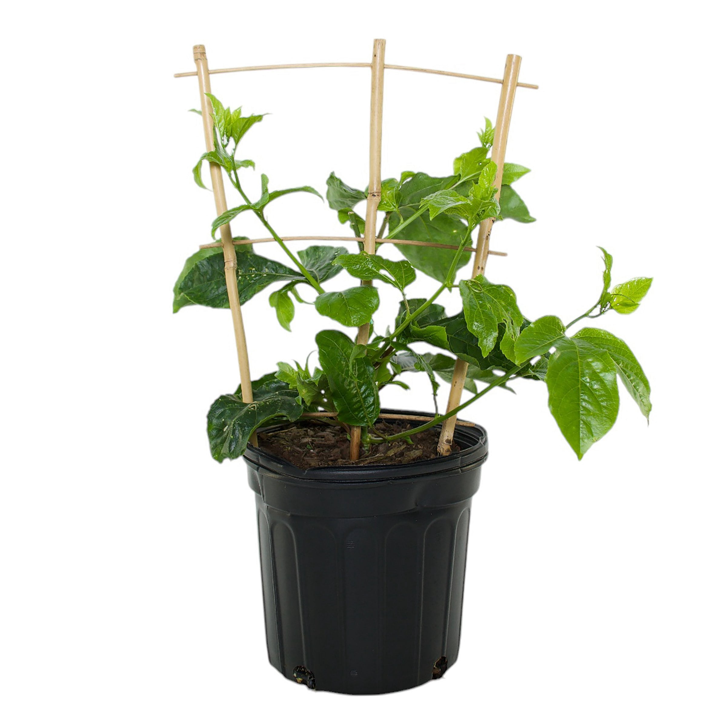 1 gal. Passiflora Poppin Passion Live Annual Vine with White-Lavender Flowers