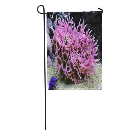 SIDONKU Purple Anemone Birdsnest Coral Seriatopora Hystrix Red Aquarium Barrier Reef Garden Flag Decorative Flag House Banner 12x18