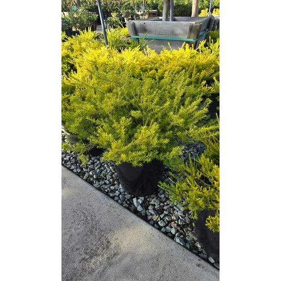 Coleonema pulchellum 'Sunset Gold' 5 gallon pot - Get similar