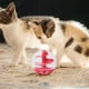 thumbnail image 1 of Pelota de regalo para gatos, juguete interactivo para gatos, mejora la dispensación de , pelota de ejercicio para gatos de interior para raz, 1 of 8